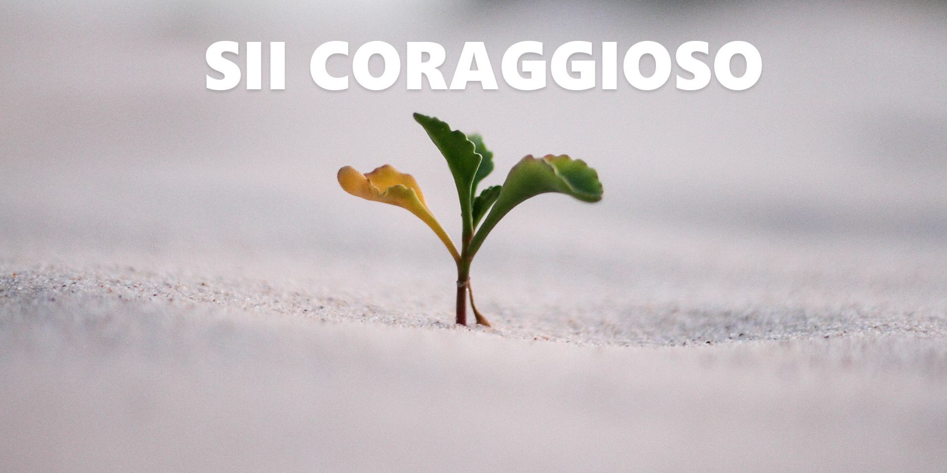 loro opinione